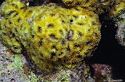 Acanthastrea brevis-Safaga Tobia kebir-18m-20171120-Denis-ADER-DSC_3131_tn